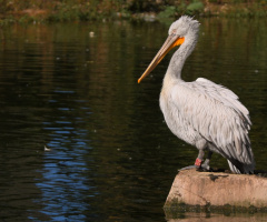 Dalmatian Pelican