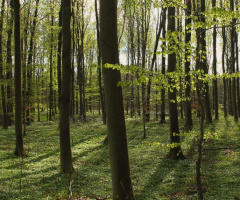 Among many trees
