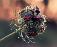Bitki Tahtakurularının Toplantısı