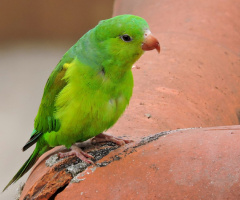 Parakeet in the roof II