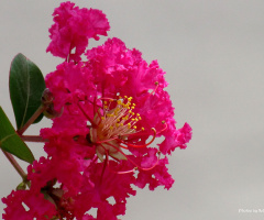 Pink flower