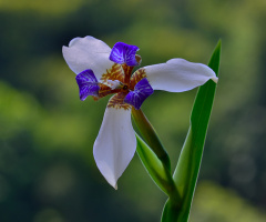 Wildflowers