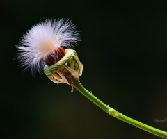 Withered
