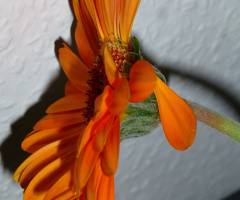 Schatten