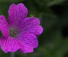 Pink/Green