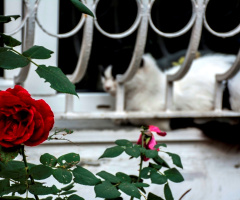 Gül ve Kedi