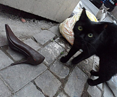 ''Geçer sokaktan bakışsız bir Kedi Kara''