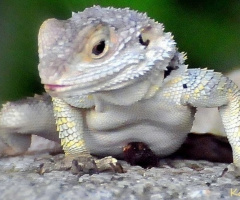 Who is there among the Lizard