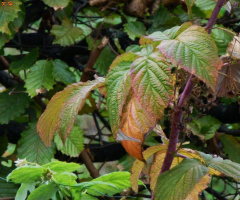 Herbst