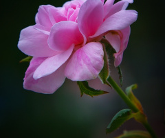 Pink Roses