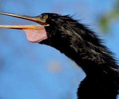Anhinga