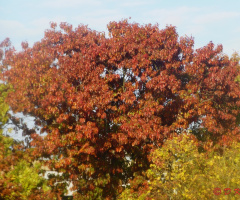 Herbstfarben