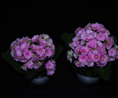 2 pink