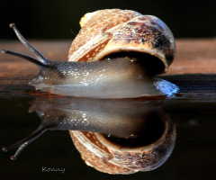 news of the snail  