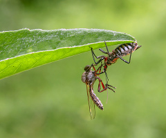 predator