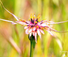 pink star ... 