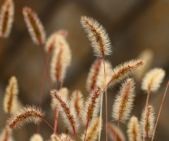 Foxtails
