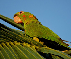 White-eyed Parakeet
