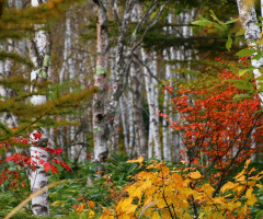 Autumn forest