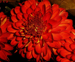 Blüte
