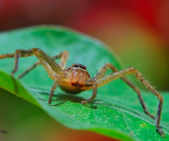 Spider #2