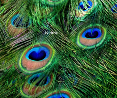 Peacock feathers