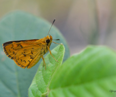 Perched on a leaf