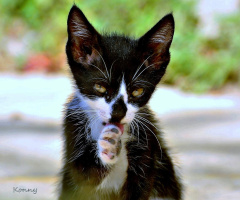 Cats wash .. :))))