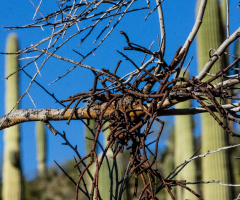 Sonoran Desert Scene