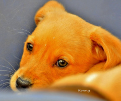 behaved  puppy .. :)) 