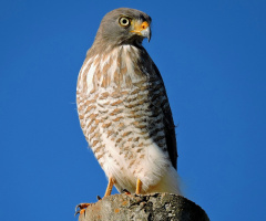 Rupornis magnirostris