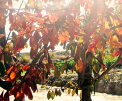Autumn Sunbath