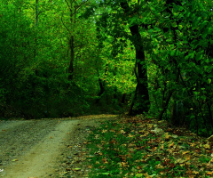 Yeşil Yol....