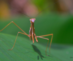 Mantis