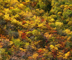 Autumn colors