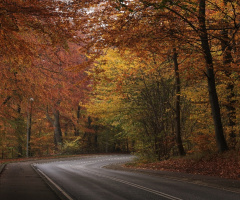 In the autumn forest