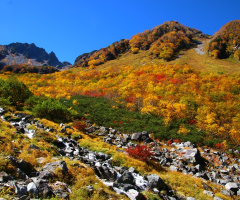 Autumn yellow