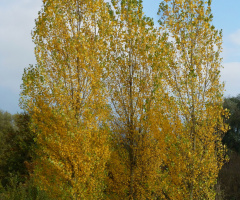 Sunny autumn day