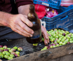Zeytin Kırma