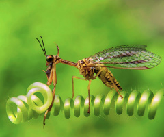 mantisfly
