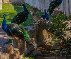 Reid Park In Tucson Arizona  11/9/15