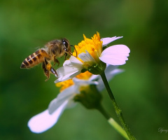 Bee