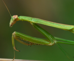 Mantis