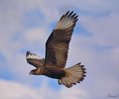The majestic of heaven