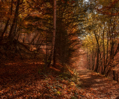 Autumn Forest