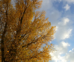 Schöner Herbsttag am Rhein