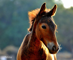 foal... 