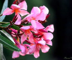 Pink dream