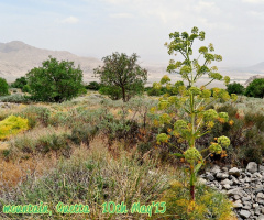 our Chiltan valley