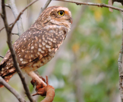 Top of the tree